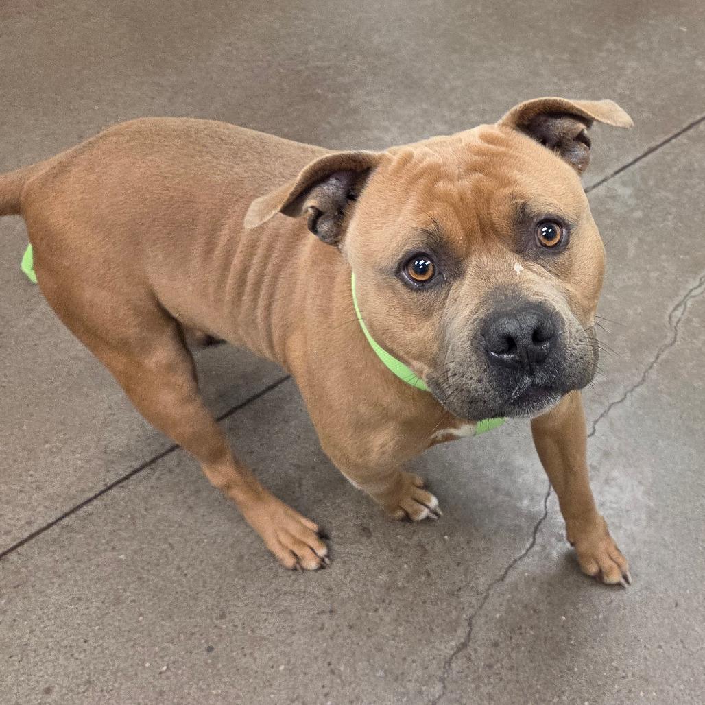 Kaine, a Adoptable Cane Corso in Chattanooga, TN image 6/6