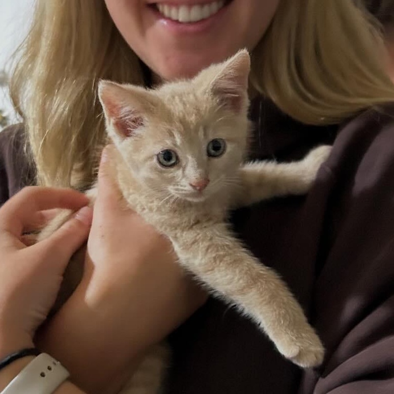 Creamsicle, an adopted Domestic Short Hair in Hamilton, ON image 1/3