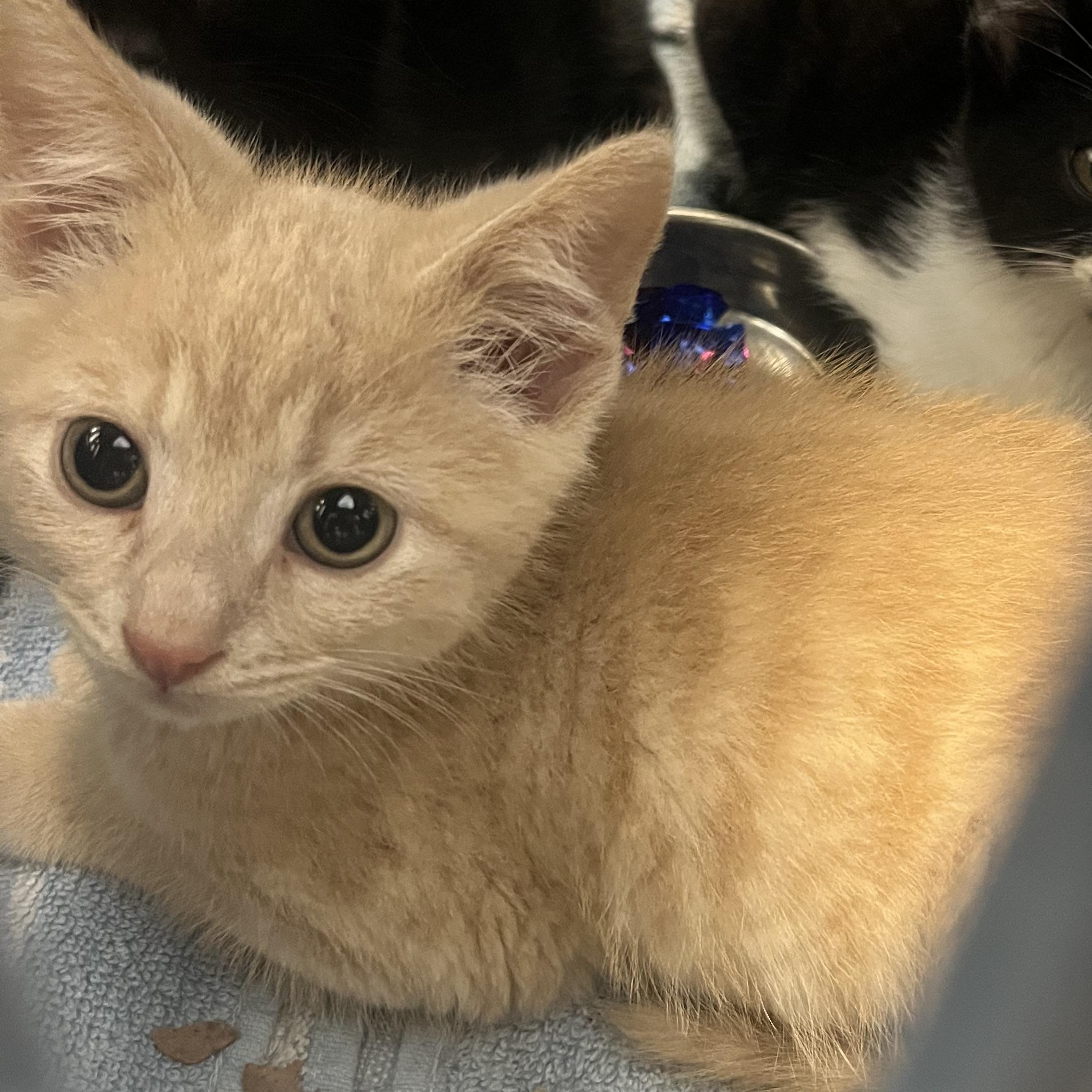 Creamsicle, an adopted Domestic Short Hair in Hamilton, ON image 3/3