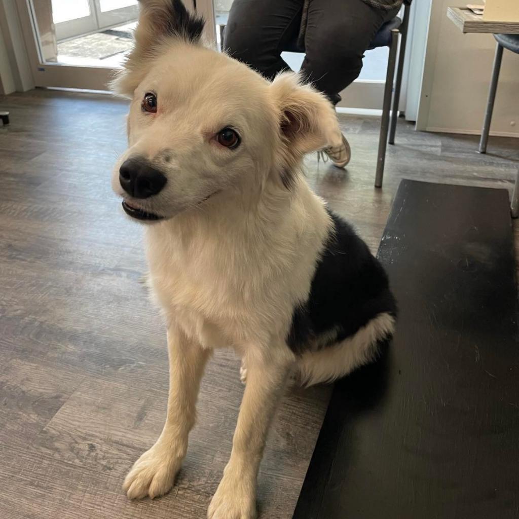 Candy, a Adoptable mixed breed in Holton, KS image 2/3