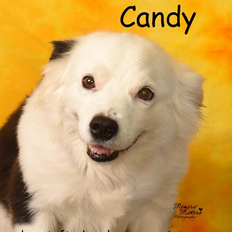 Enlarge Candy, a Adoptable mixed breed in Holton, KS image 3/5