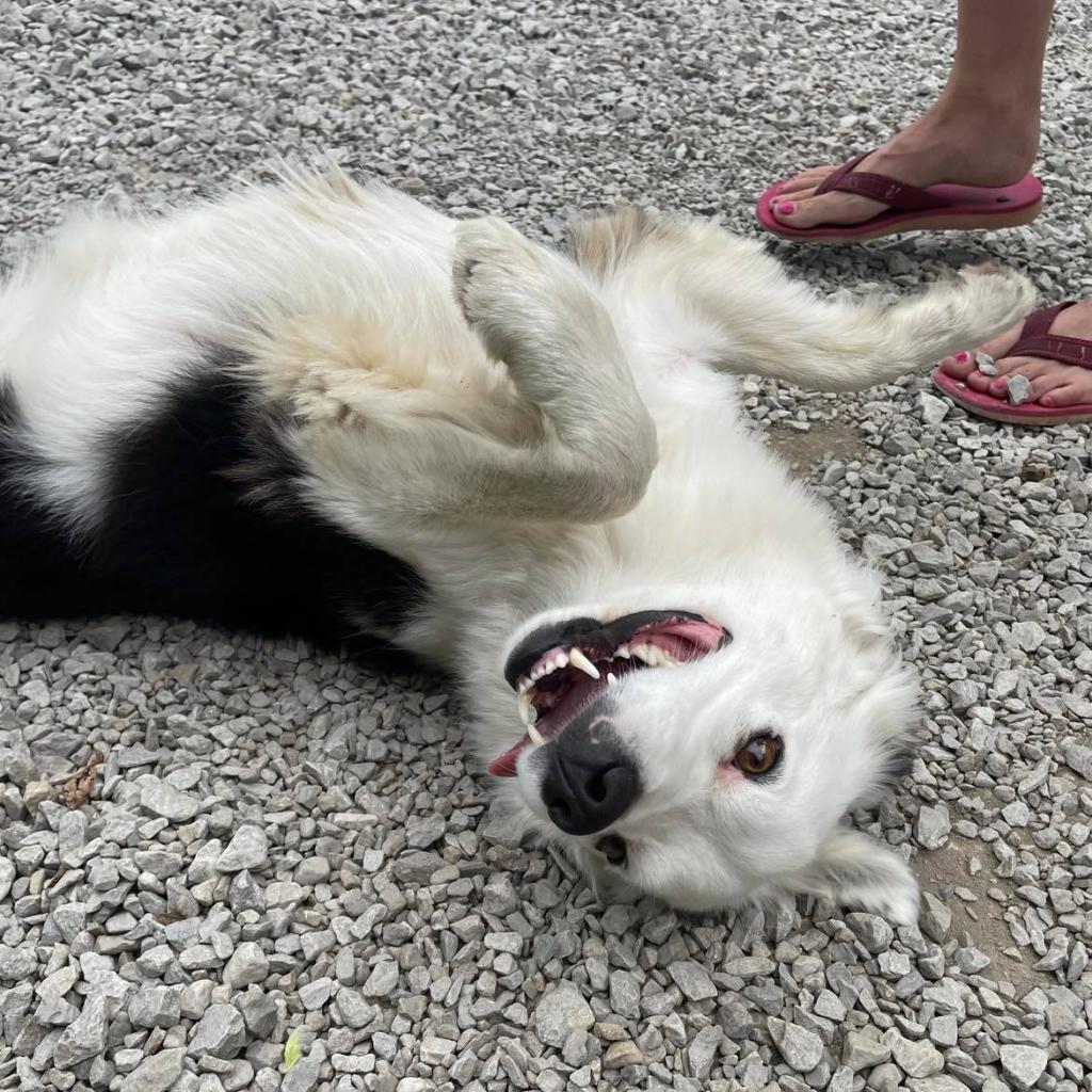 Candy, a Adoptable mixed breed in Holton, KS image 3/3