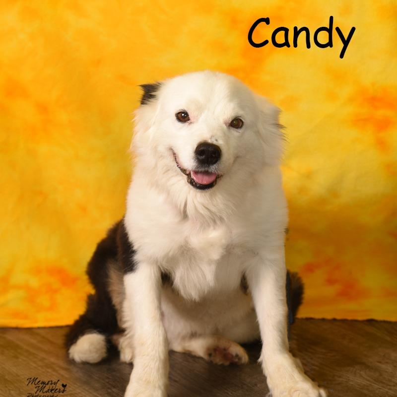 Enlarge Candy, a Adoptable mixed breed in Holton, KS image 5/5