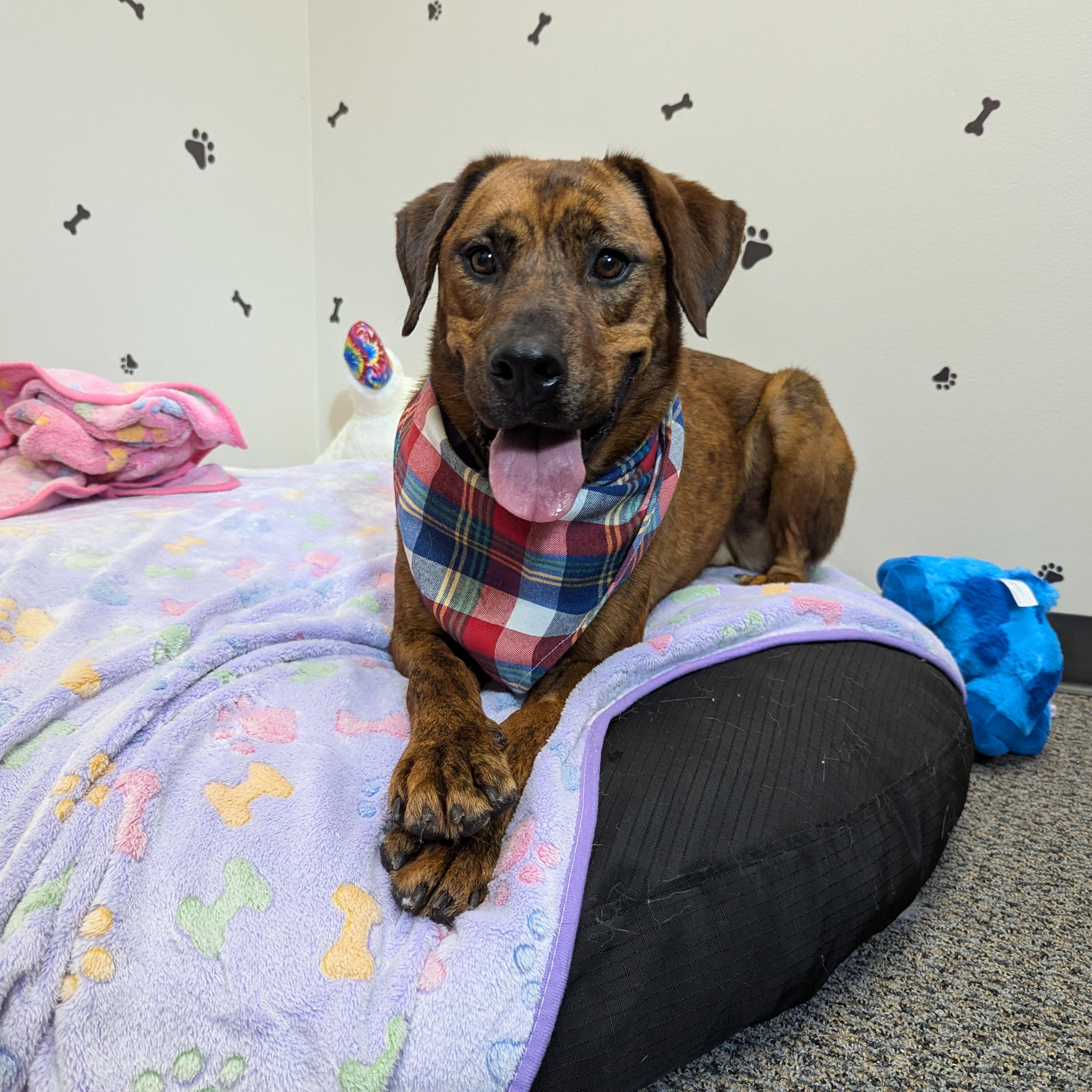 Meka, a Adoptable mixed breed in Poughkeepsie , NY image 6/6