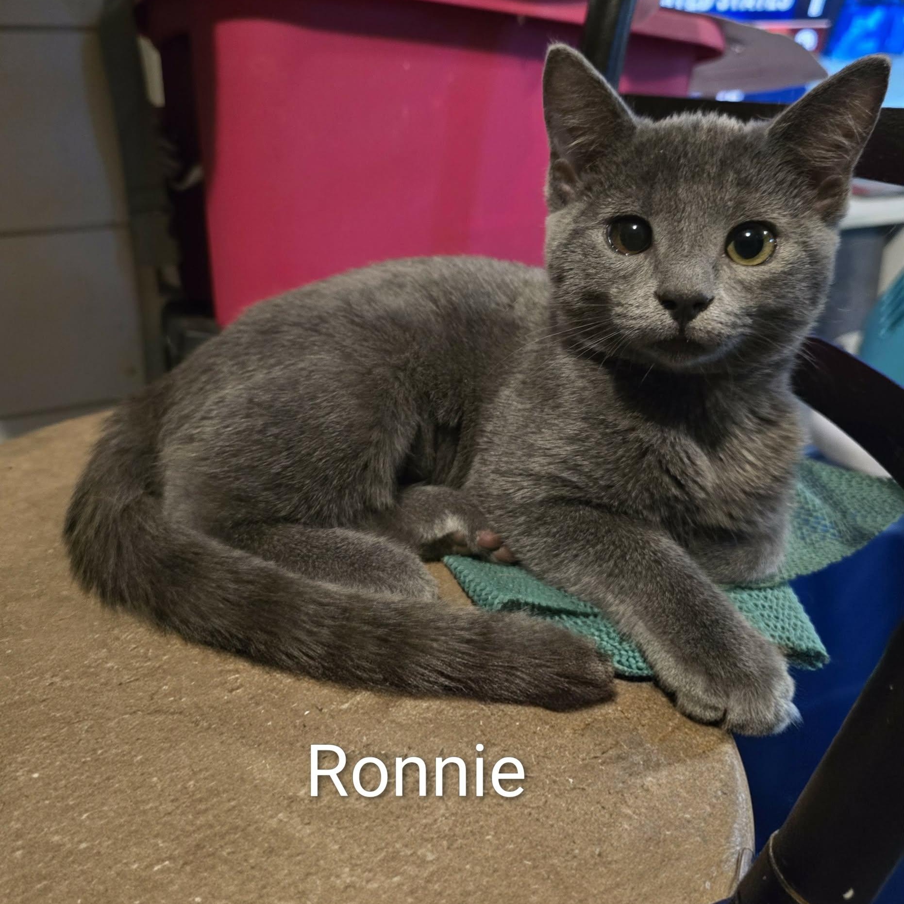 Enlarge Ronnie, an adoptable Domestic Short Hair in Sedalia, MO image 1/3
