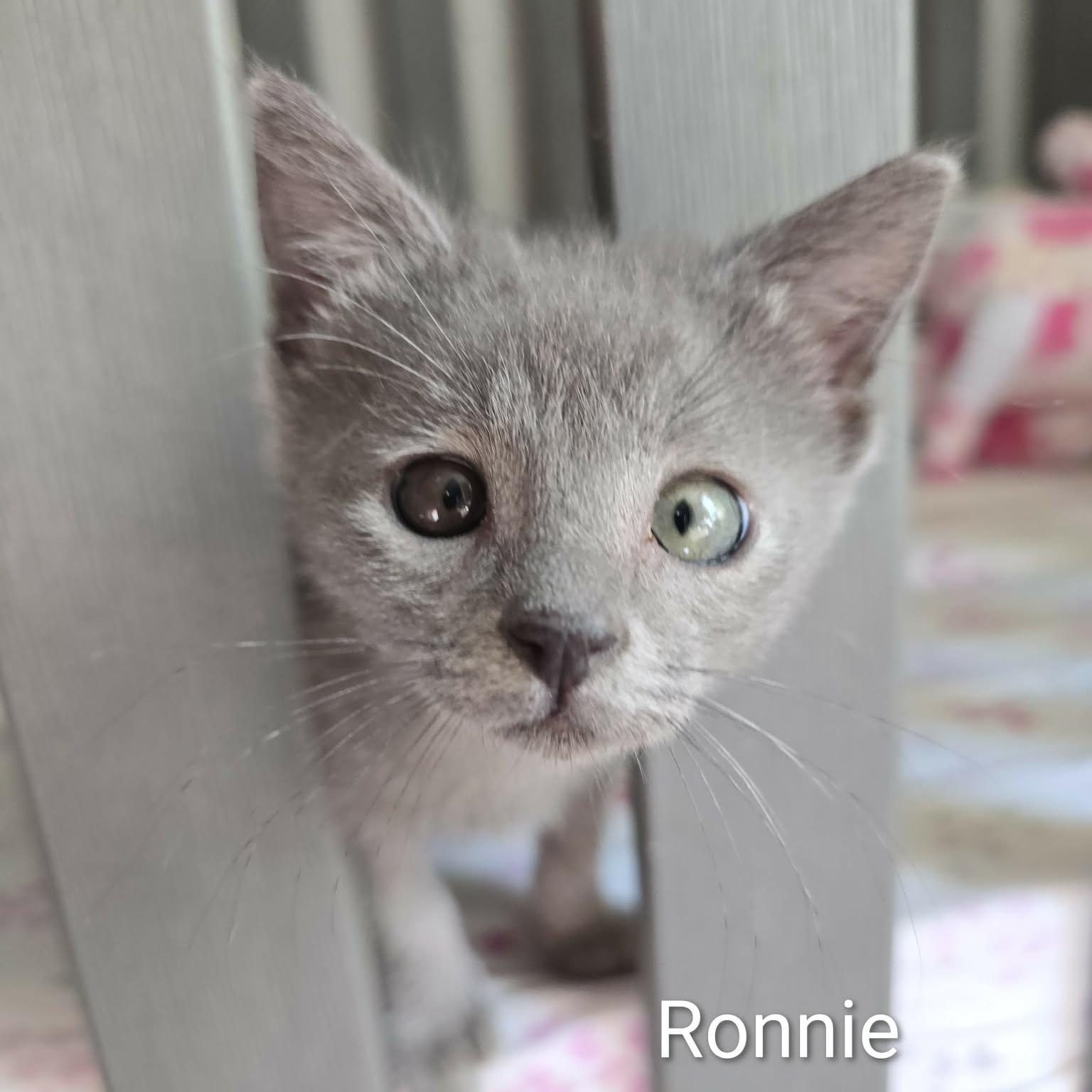 Enlarge Ronnie, an adoptable Domestic Short Hair in Sedalia, MO image 2/3