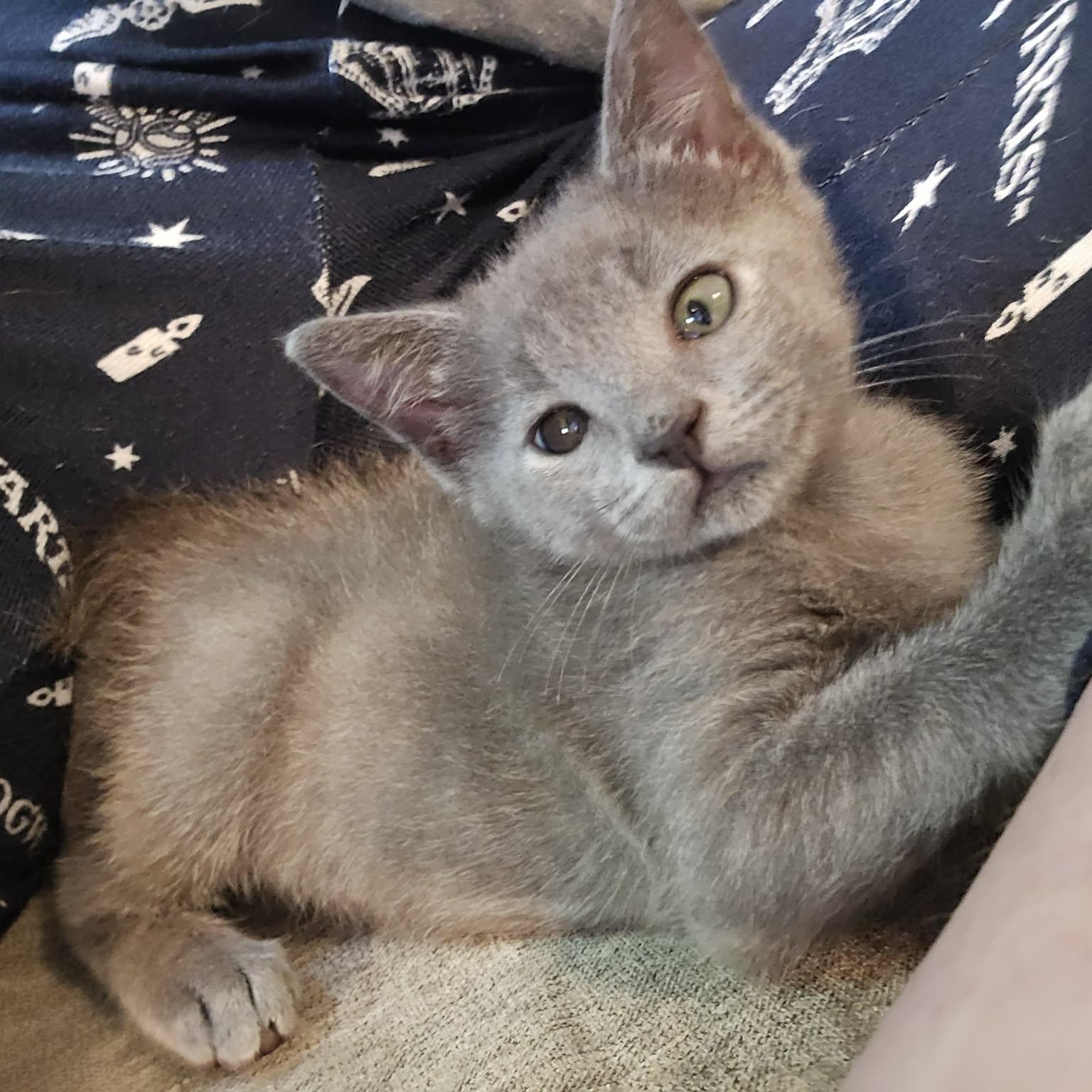 Enlarge Ronnie, an adoptable Domestic Short Hair in Sedalia, MO image 3/3