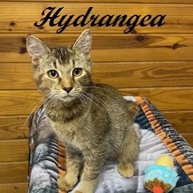 Enlarge Hydrangea - Come meet me at The Kitten Around Cat Lounge in Carthage, a Adoptable Abyssinian in Southern Pines, NC image 1/3