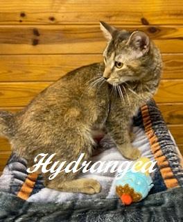Enlarge Hydrangea - Come meet me at The Kitten Around Cat Lounge in Carthage, a Adoptable Abyssinian in Southern Pines, NC image 2/3