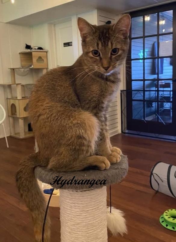 Enlarge Hydrangea - Come meet me at The Kitten Around Cat Lounge in Carthage, a Adoptable Abyssinian in Southern Pines, NC image 3/3