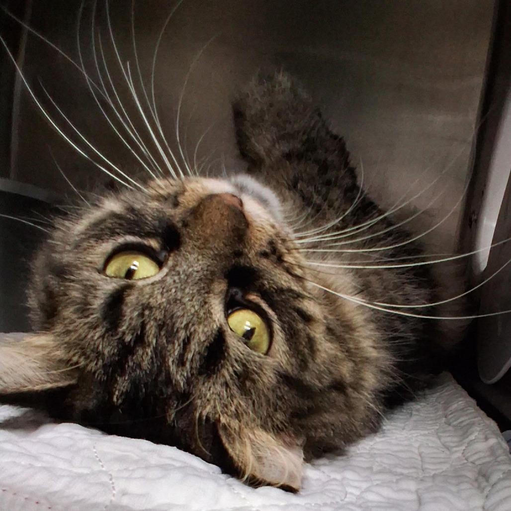 Bonita, Adoptable, Adult Female Tabby.