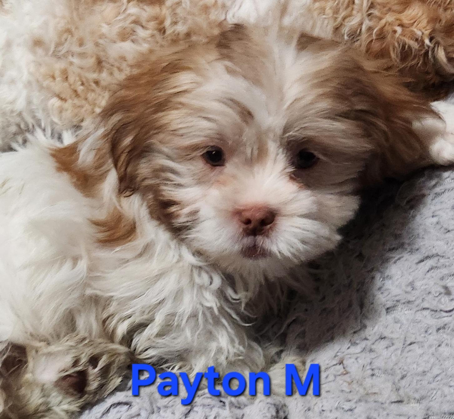 Payton Manning, Adoptable, Puppy Male Shih Tzu.
