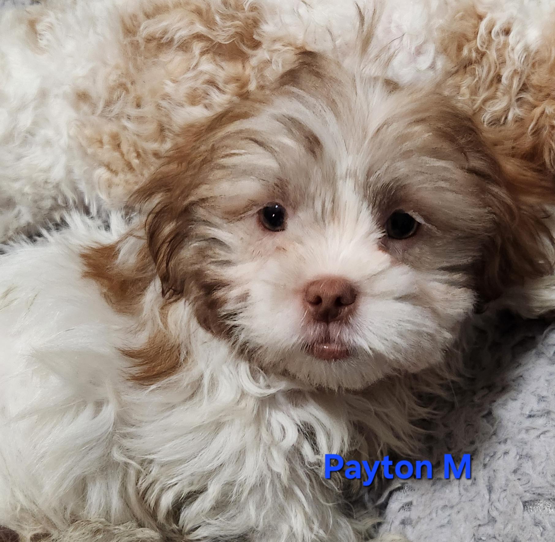 Enlarge Payton Manning, a Adoptable Shih Tzu in North Augusta, SC image 2/2