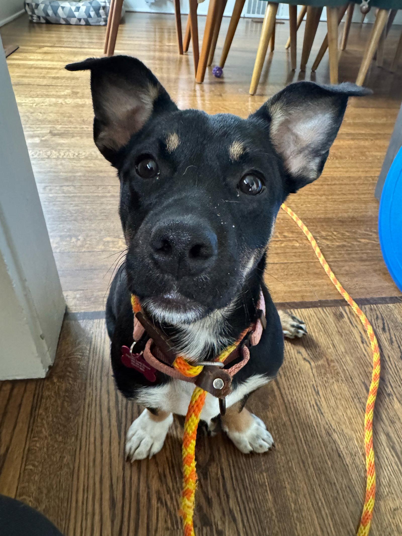 Lola, a Adopted mixed breed in Bothell, WA image 2/2