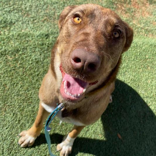 Enlarge Lola, a Adoptable mixed breed in Fort Collins, CO image 1/6