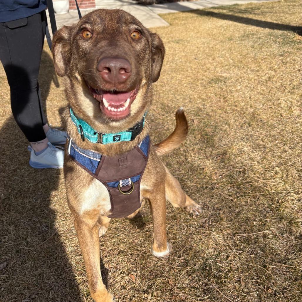 Enlarge Lola, a Adoptable mixed breed in Fort Collins, CO image 2/6