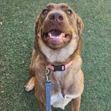 Enlarge Lola, a Adoptable mixed breed in Fort Collins, CO image 3/6