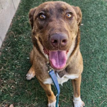 Enlarge Lola, a Adoptable mixed breed in Fort Collins, CO image 4/6