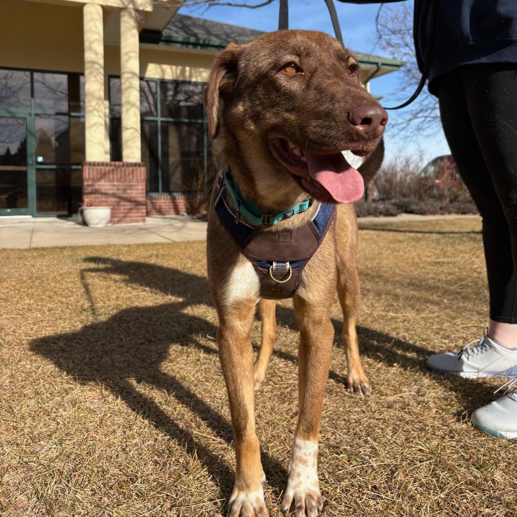 Enlarge Lola, a Adoptable mixed breed in Fort Collins, CO image 5/6