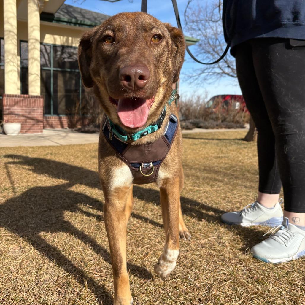 Enlarge Lola, a Adoptable mixed breed in Fort Collins, CO image 6/6