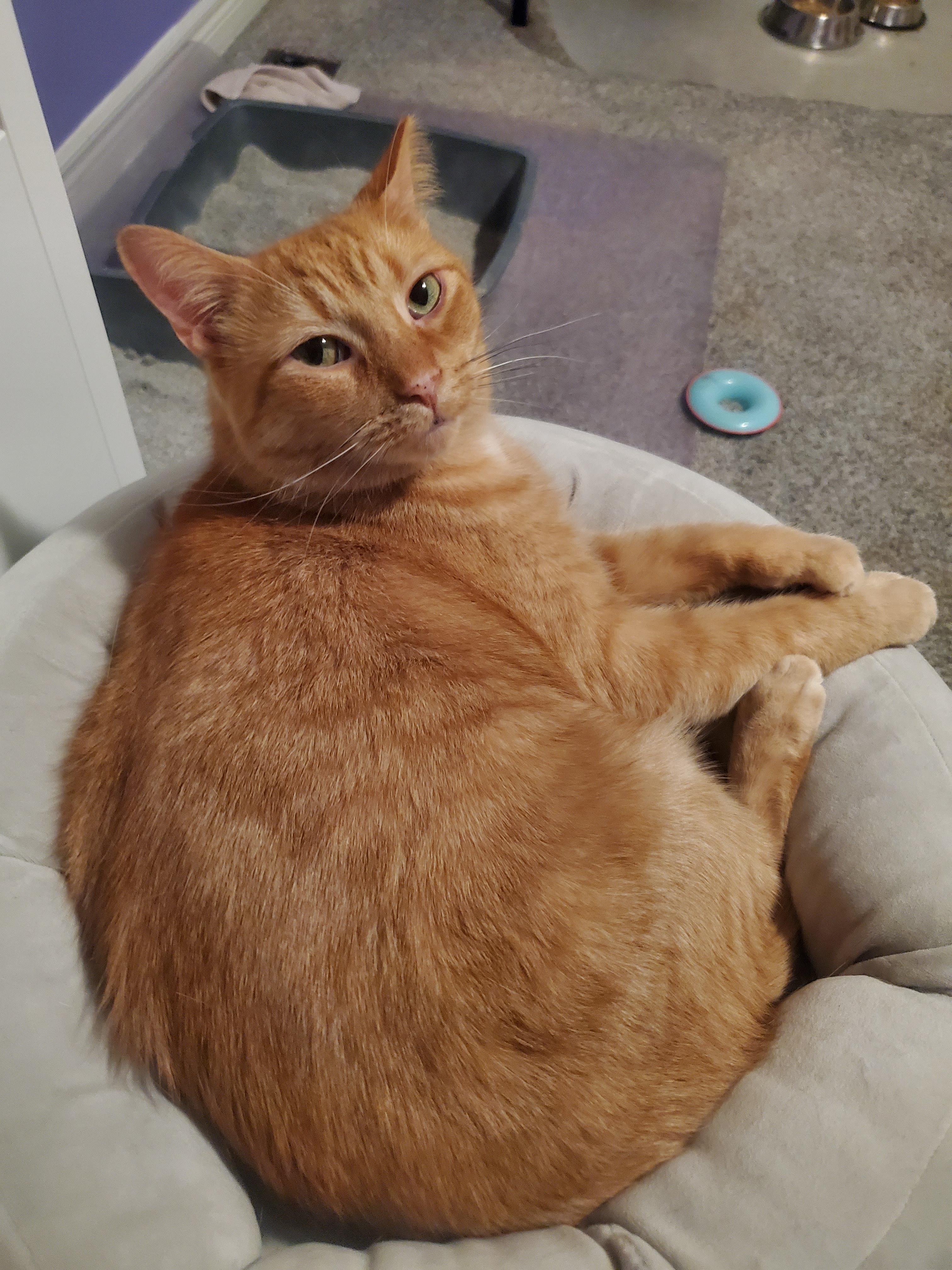 Enlarge Poncho, a Adopted Domestic Short Hair in Waterloo, ON image 3/5