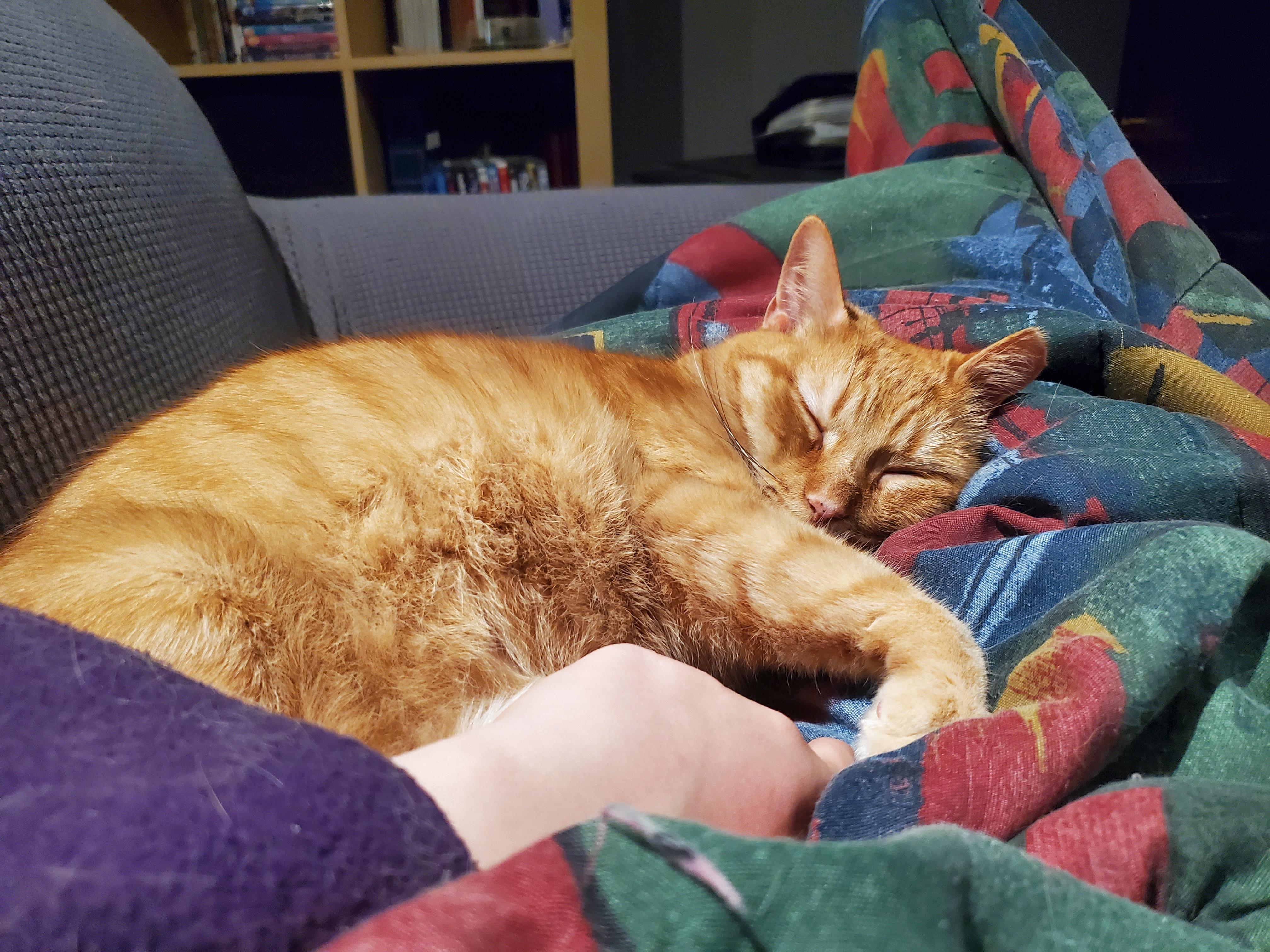 Enlarge Poncho, a Adopted Domestic Short Hair in Waterloo, ON image 4/5