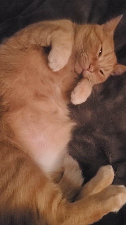 Enlarge Poncho, a Adopted Domestic Short Hair in Waterloo, ON video 5/5