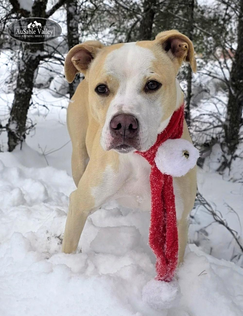 Sabrina Bark-Penter, Adoptable, Adult Female Mixed Breed.