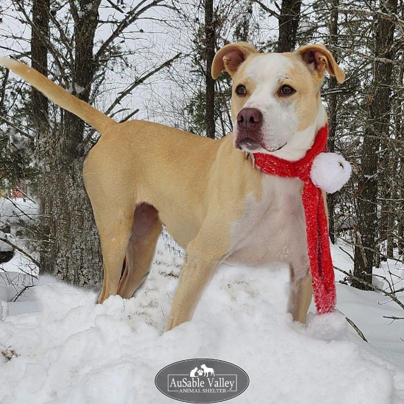 Sabrina Bark-Penter, a Adoptable mixed breed in Grayling, MI image 2/6