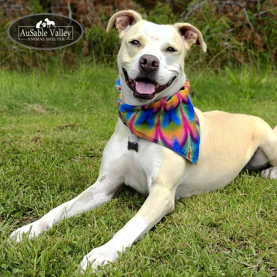 Sabrina Bark-Penter, an adoptable Mixed Breed in Grayling, MI, 49738 | Photo Image 1