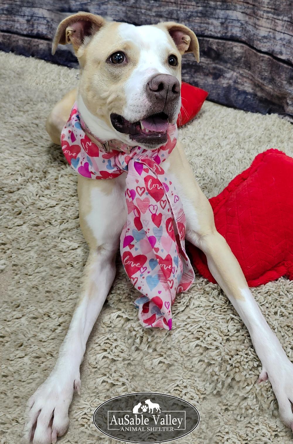 Sabrina Bark-Penter, a Adoptable mixed breed in Grayling, MI image 4/6