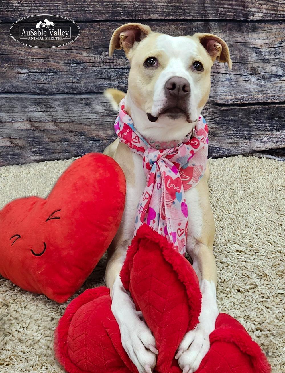 Sabrina Bark-Penter, a Adoptable mixed breed in Grayling, MI image 1/6