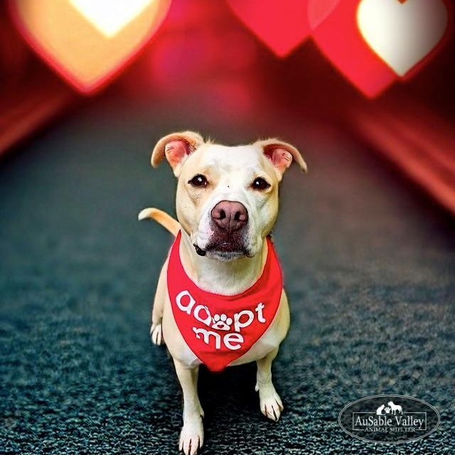 Sabrina , Adoptable, Adult Female Mixed Breed.