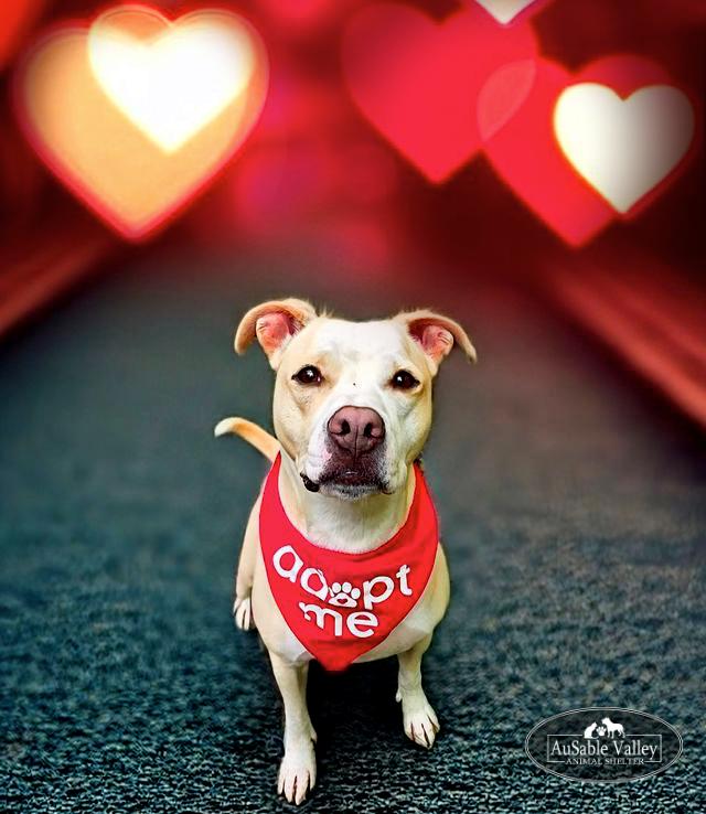 Sabrina Bark-Penter, a Adoptable mixed breed in Grayling, MI image 2/6