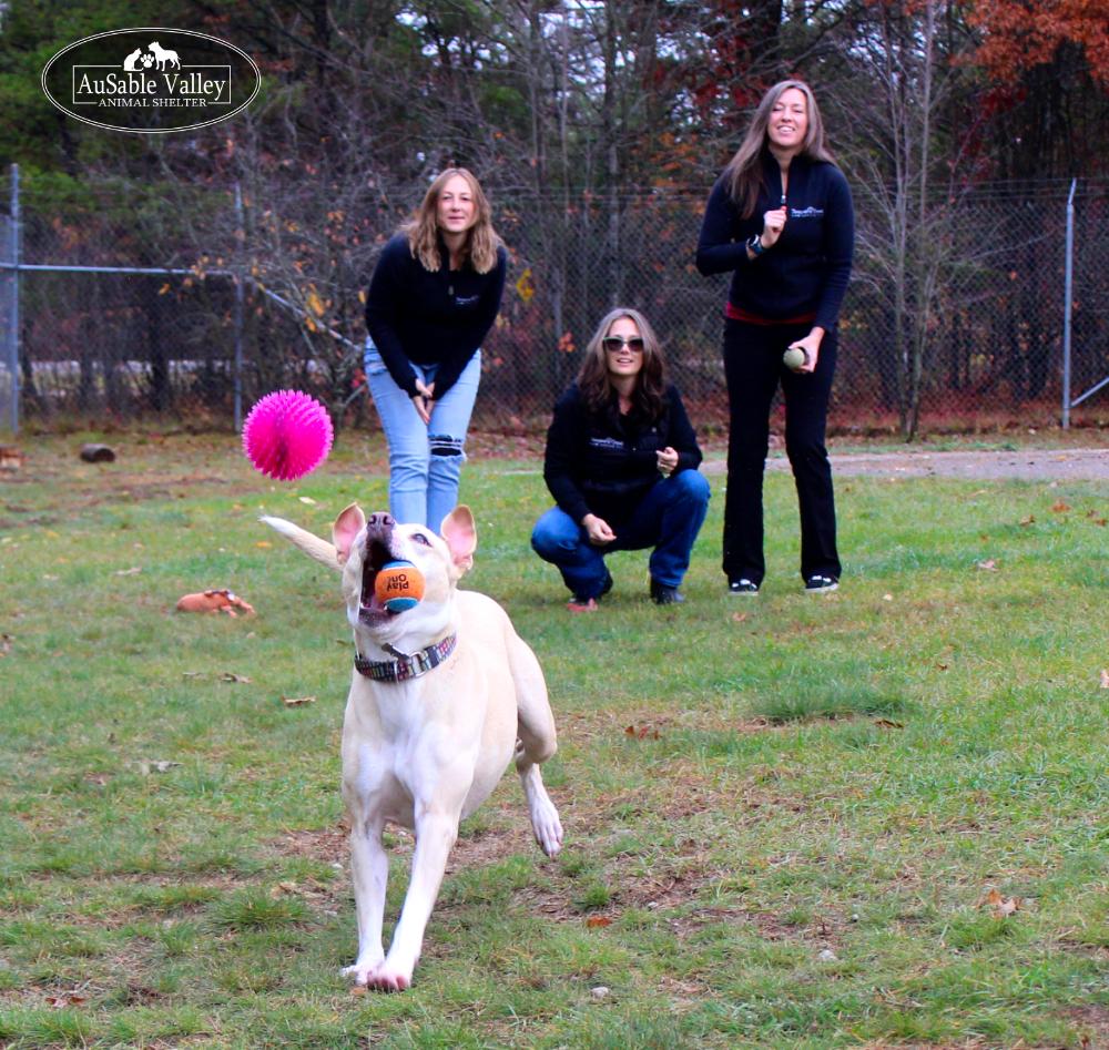 Sabrina Bark-Penter, an adoptable Mixed Breed in Grayling, MI, 49738 | Photo Image 2