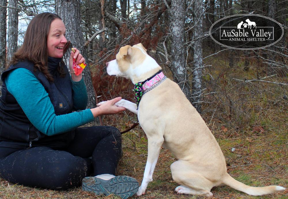 Sabrina Bark-Penter, an adoptable Mixed Breed in Grayling, MI, 49738 | Photo Image 5