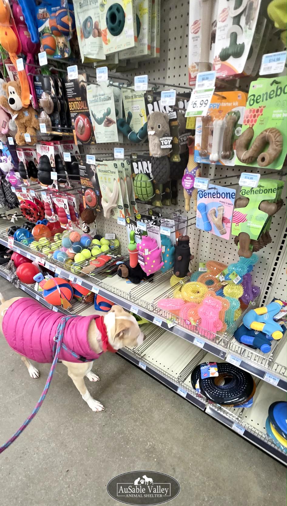 Sabrina , a Adoptable mixed breed in Grayling, MI image 4/6