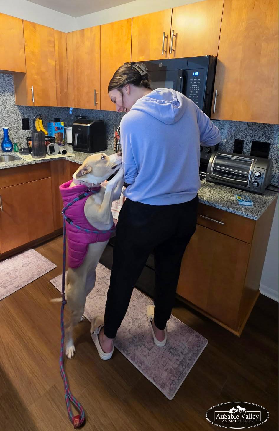 Sabrina , a Adoptable mixed breed in Grayling, MI image 2/6