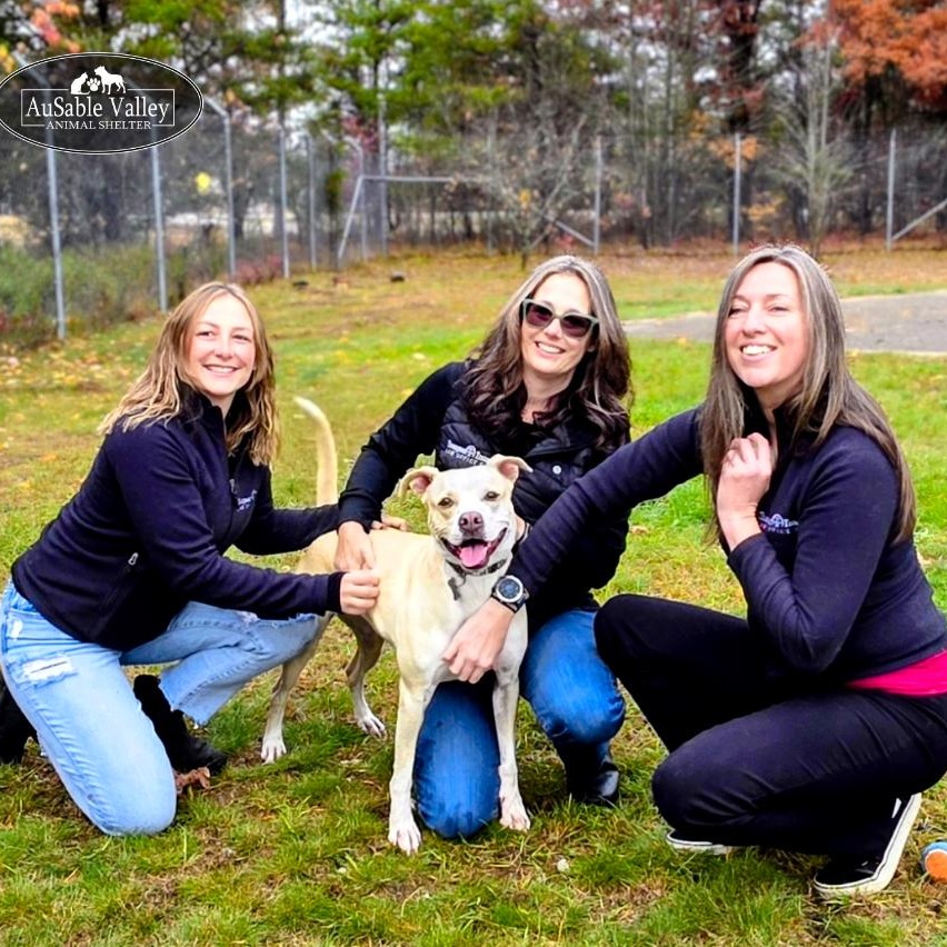 Sabrina Bark-Penter, an adoptable Mixed Breed in Grayling, MI, 49738 | Photo Image 1