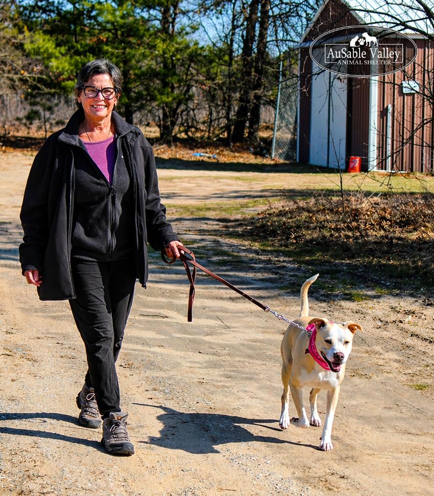 Enlarge Sabrina , a Adoptable mixed breed in Grayling, MI image 2/6