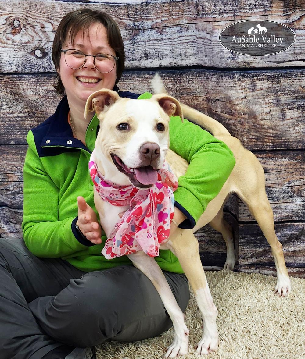 Sabrina Bark-Penter, a Adoptable mixed breed in Grayling, MI image 3/6