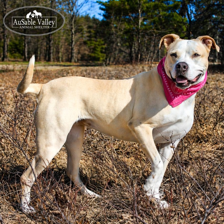 Enlarge Sabrina , a Adoptable mixed breed in Grayling, MI image 1/6