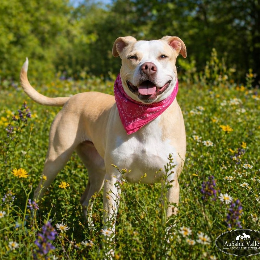 Sabrina , a Adoptable mixed breed in Grayling, MI image 1/6