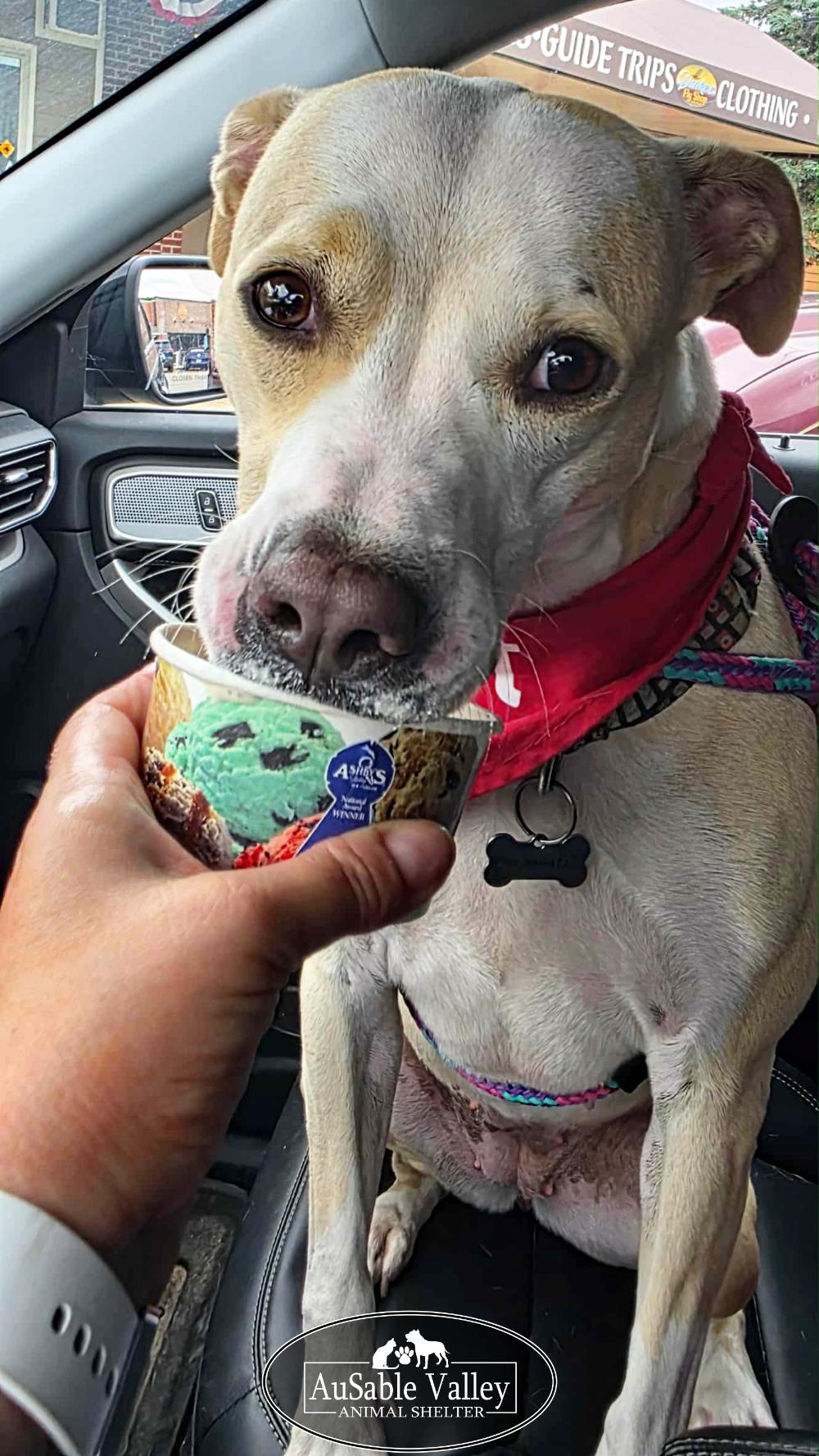 Sabrina Bark-Penter, an adoptable Mixed Breed in Grayling, MI, 49738 | Photo Image 6