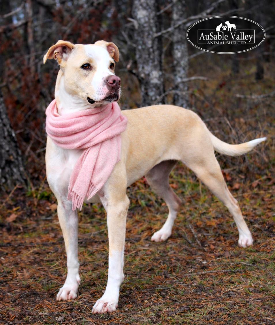 Sabrina , Adoptable, Adult Female Mixed Breed.