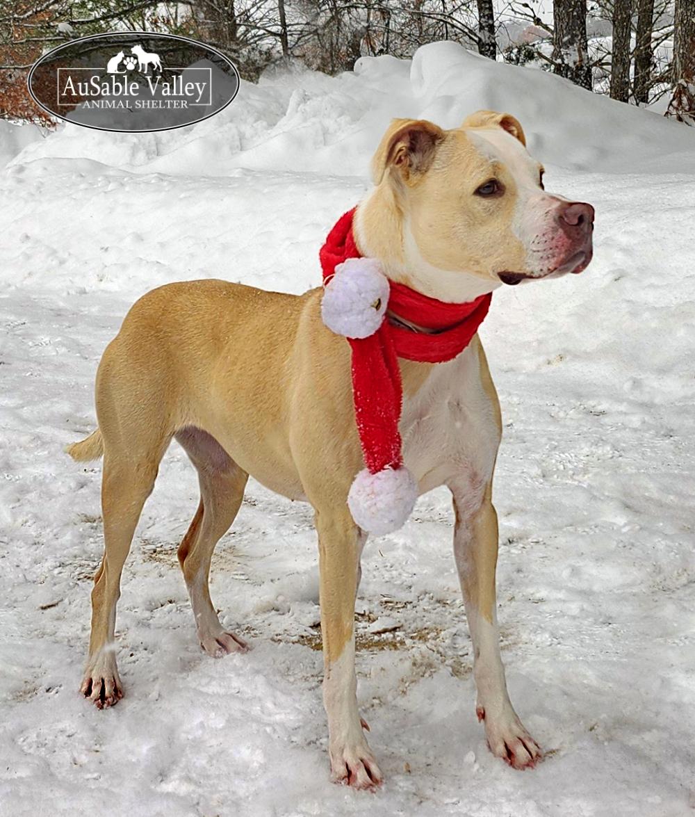 Sabrina Bark-Penter, a Adoptable mixed breed in Grayling, MI image 5/6