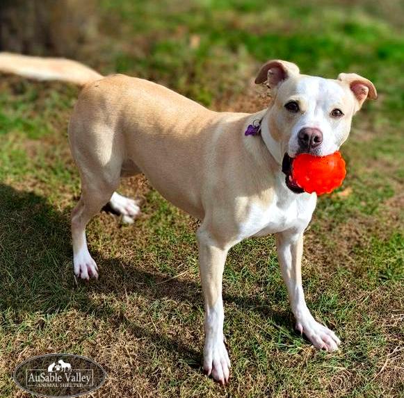 Enlarge Sabrina , a Adoptable mixed breed in Grayling, MI image 3/6