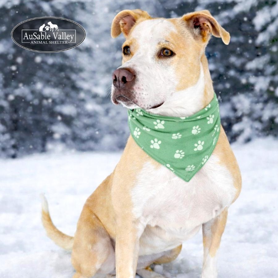 Enlarge Sabrina , a Adoptable mixed breed in Grayling, MI image 2/6