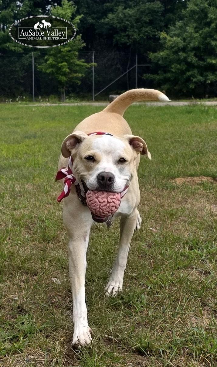 Sabrina Bark-Penter, an adoptable Mixed Breed in Grayling, MI, 49738 | Photo Image 6