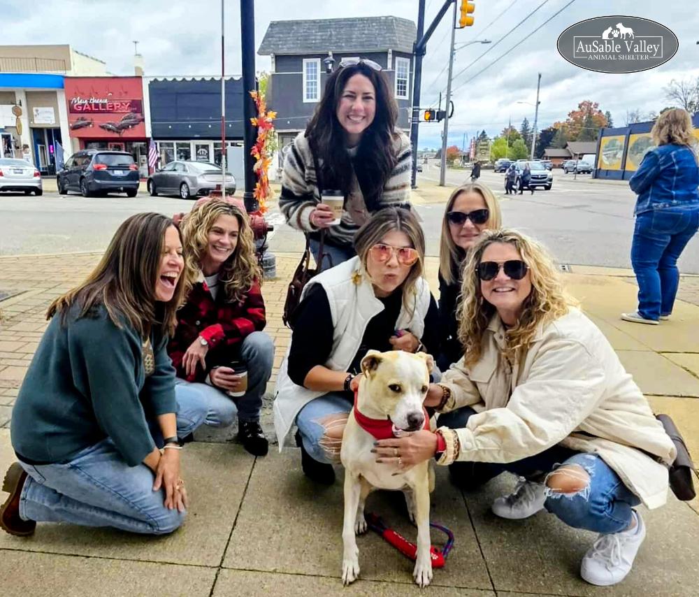 Sabrina Bark-Penter, an adoptable Mixed Breed in Grayling, MI, 49738 | Photo Image 2